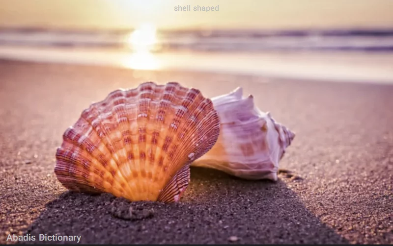 shell shaped